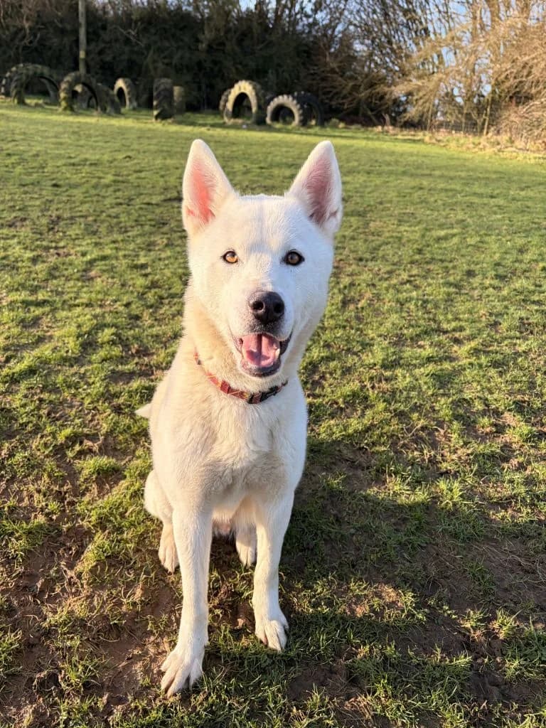 Akira, female 3yo Akita for adoption at ManxSPCA
