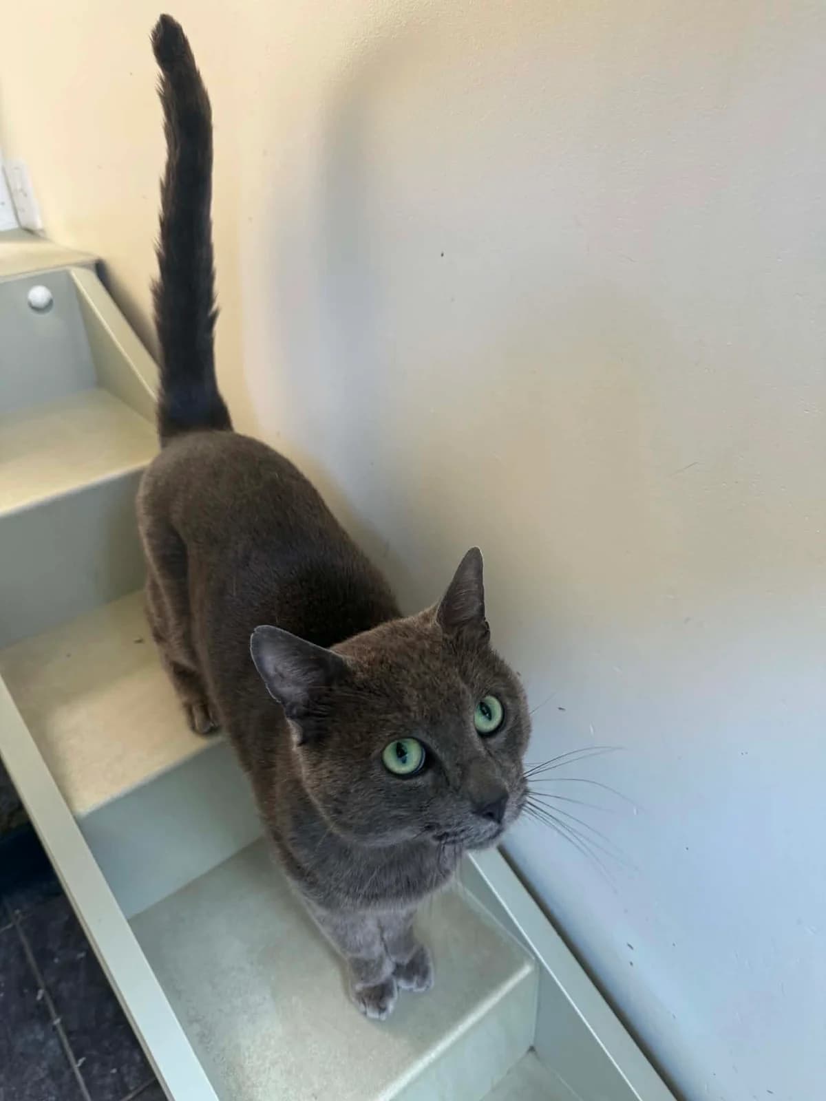 Archie, male 4yo Mixed Breed Cat for adoption at ManxSPCA