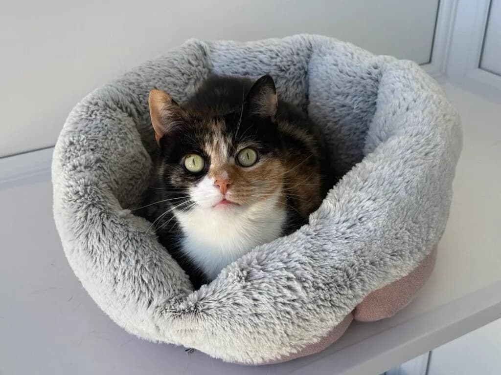 Arly, female senior Mixed Breed Cat for adoption at ManxSPCA