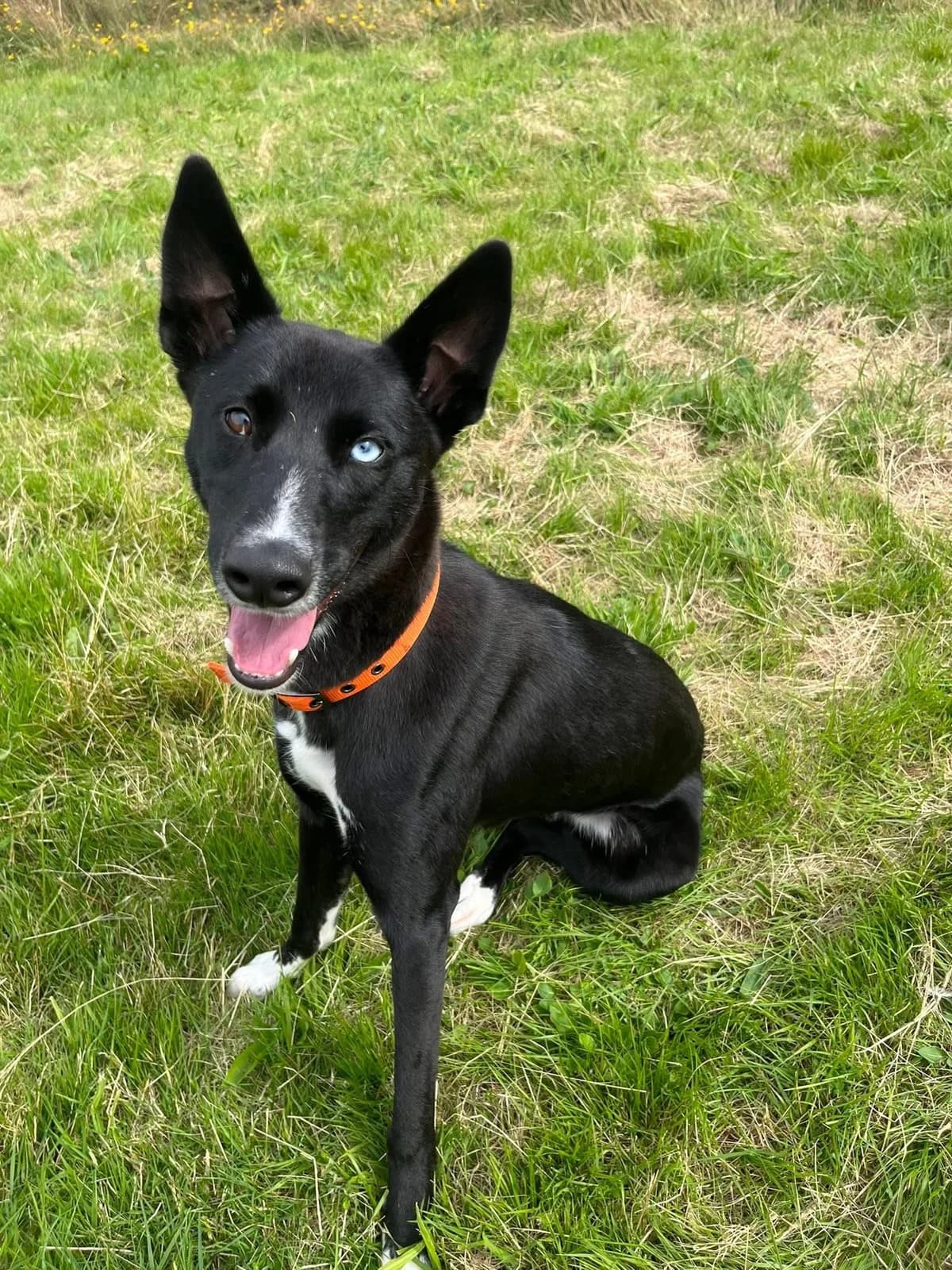 Athena, female puppy Greyhound for adoption at ManxSPCA