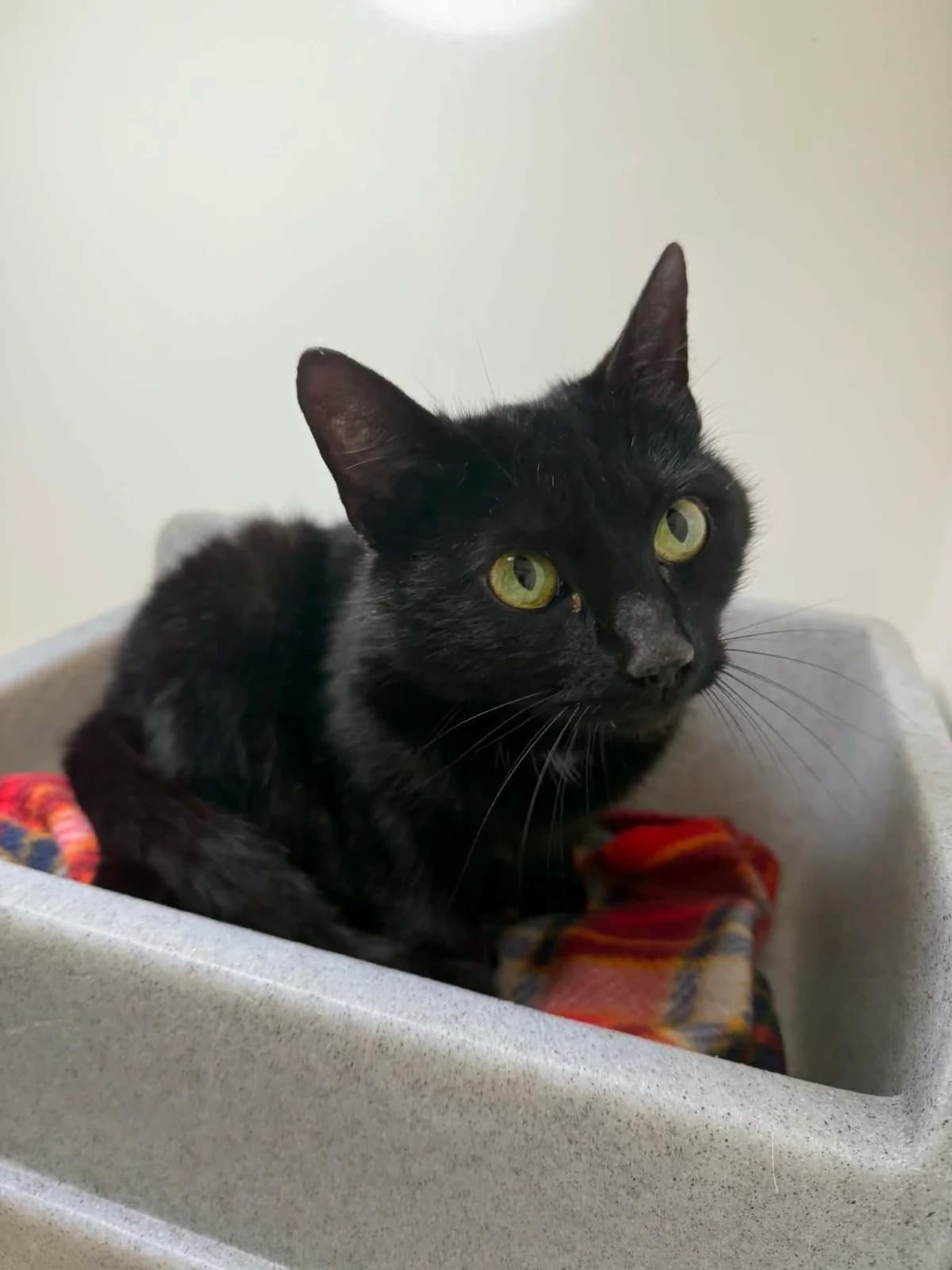 B.L.T, female 3yo Mixed Breed Cat for adoption at ManxSPCA