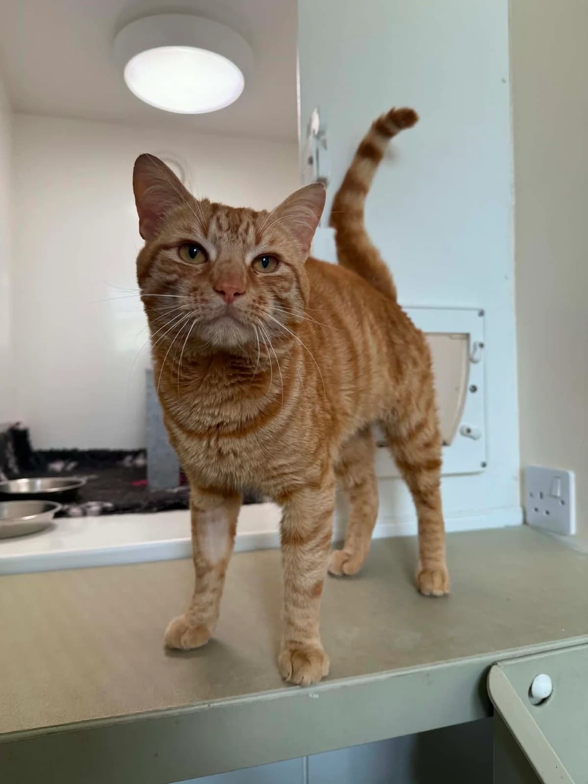 Beasty, male young Mixed Breed Cat for adoption at ManxSPCA