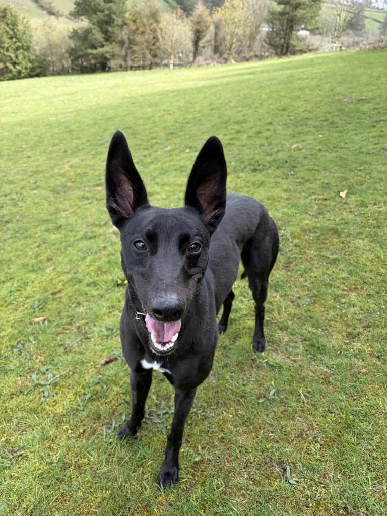 Benji, male puppy Greyhound for adoption at ManxSPCA