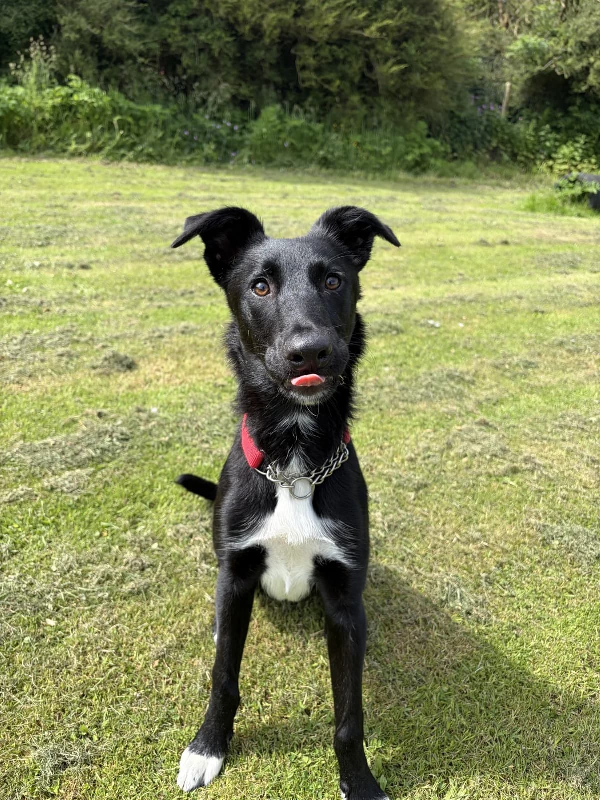 Blue, Border Collie (ManxSPCA)