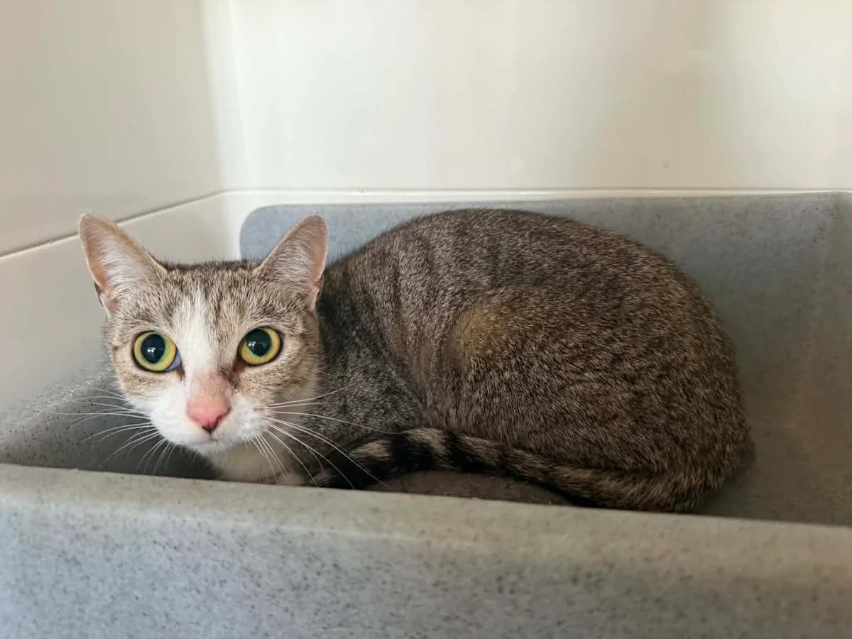 Cybil, female 3yo Mixed Breed Cat for adoption at ManxSPCA