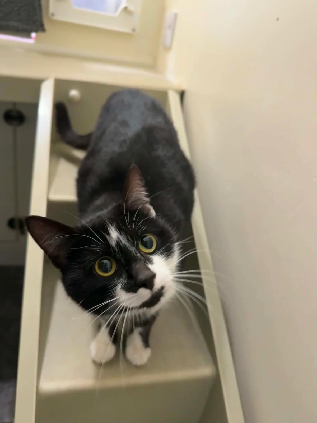 Deli, female young Mixed Breed Cat for adoption at ManxSPCA