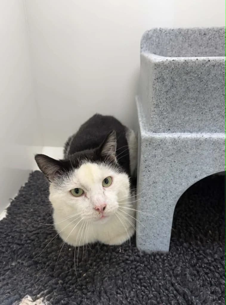 Fredrick, male 5yo Mixed Breed Cat for adoption at ManxSPCA