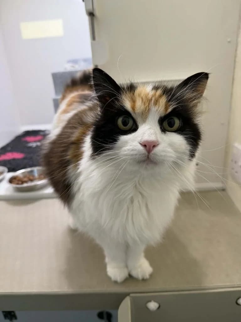 Izabella, female senior Mixed Breed Cat for adoption at ManxSPCA