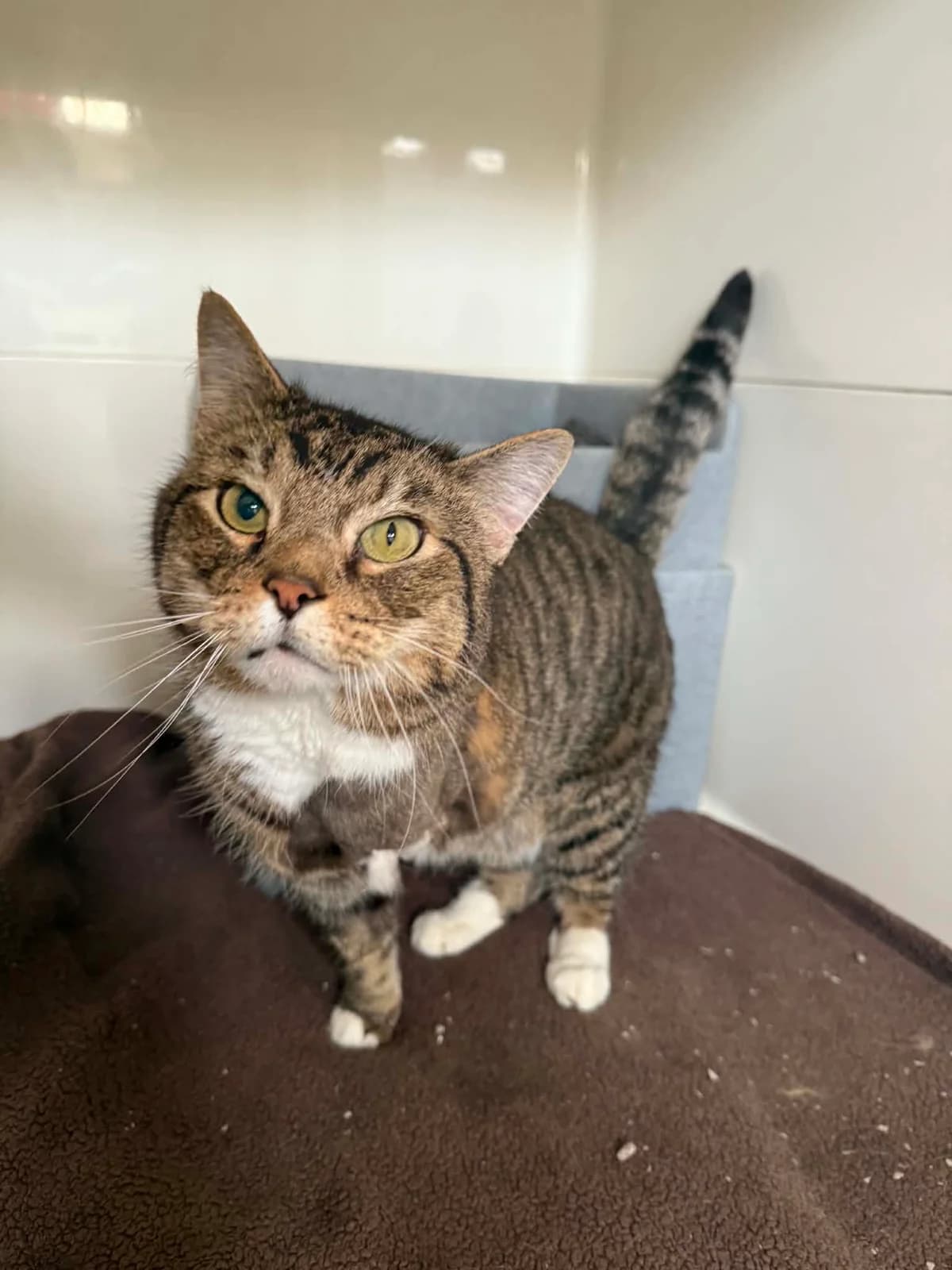 Leo, male senior Mixed Breed Cat for adoption at ManxSPCA