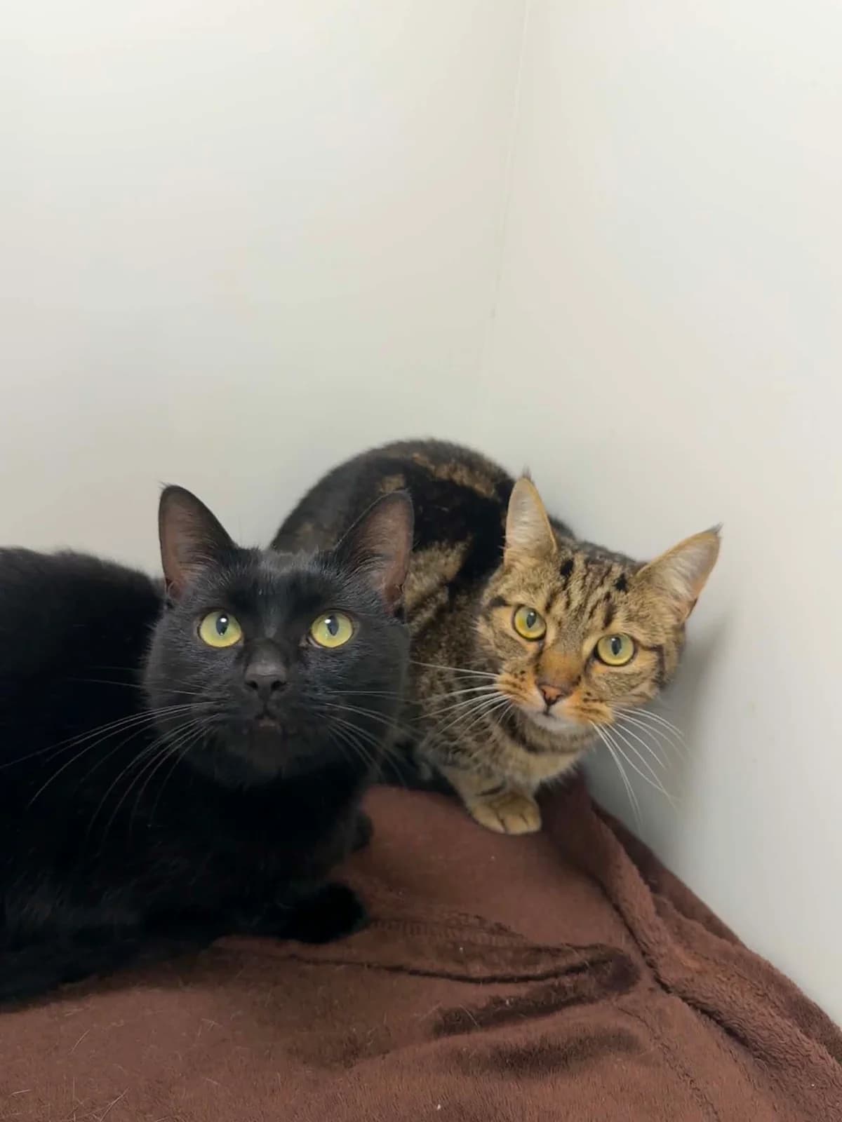 Lila & Arla, female young Mixed Breed Cat for adoption at ManxSPCA