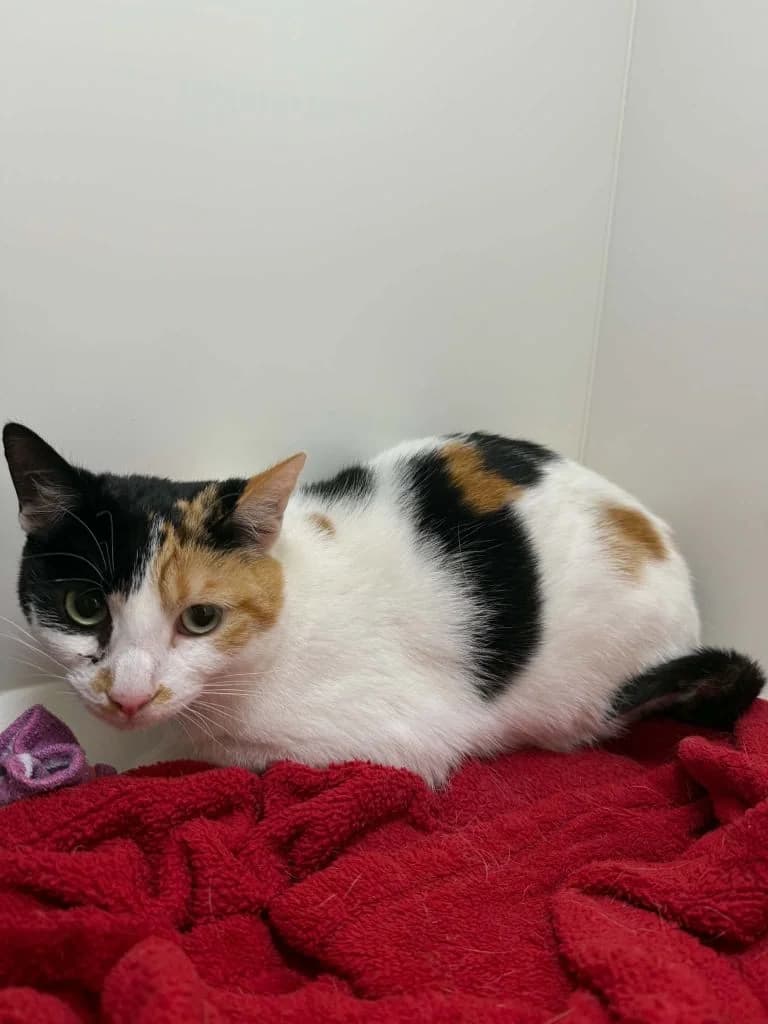 Lillee *FORM IN*, female young Mixed Breed Cat for adoption at ManxSPCA