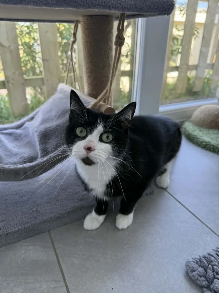 Lola *FORM IN*, female 4yo Mixed Breed Cat for adoption at ManxSPCA