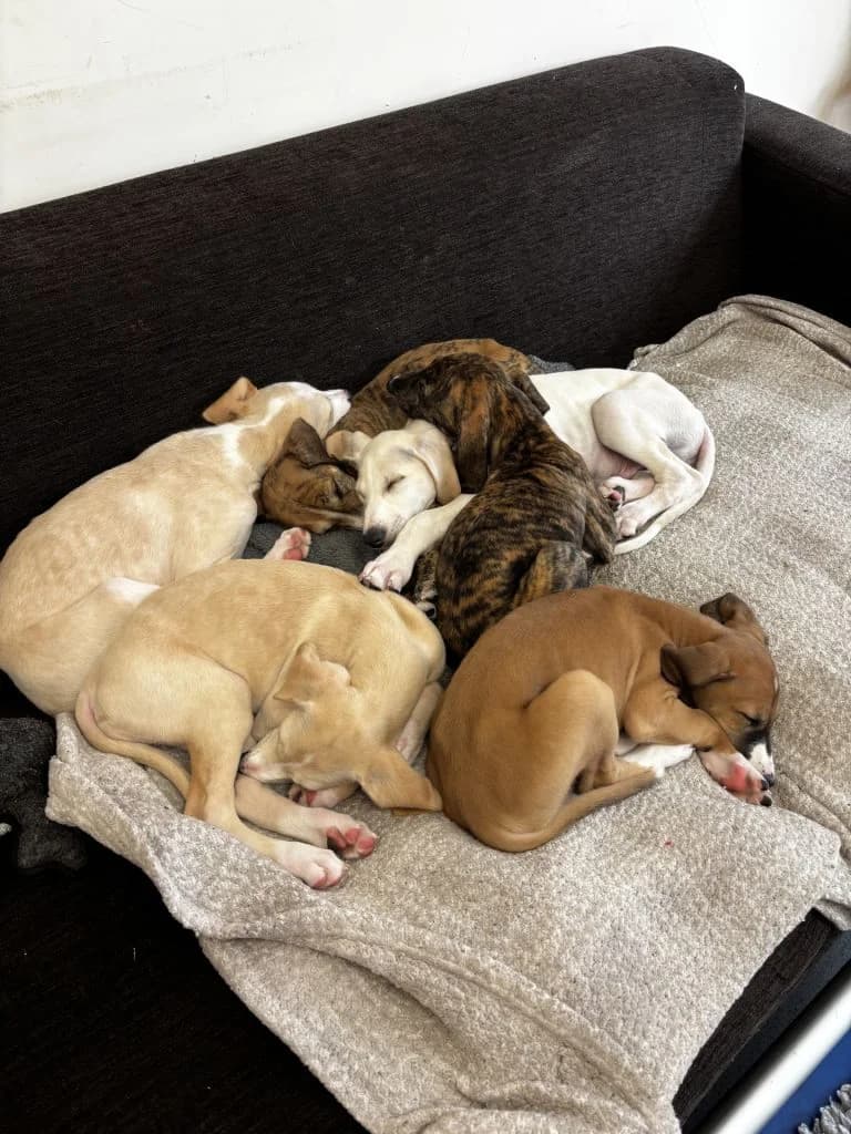 Lurcher Puppies,  puppy mixed breed for adoption at ManxSPCA