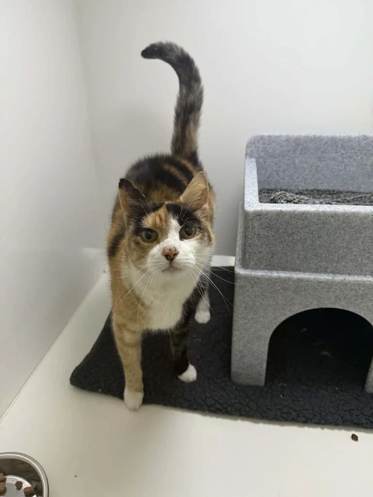 Maisey, female senior Mixed Breed Cat for adoption at ManxSPCA