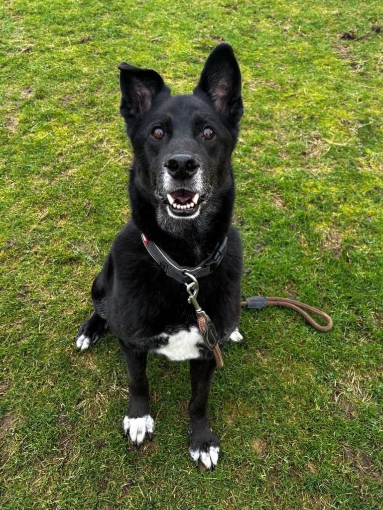 Marty, male senior mixed breed for adoption at ManxSPCA