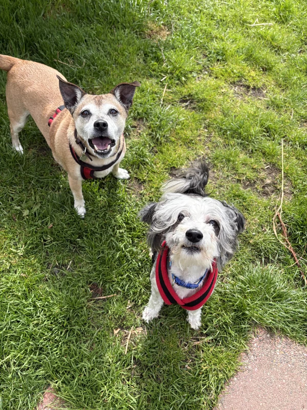 Max & Ruby,  senior Chinese Crested for adoption at ManxSPCA