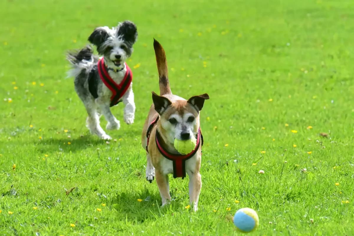 Ruby, female senior mixed breed for adoption at ManxSPCA