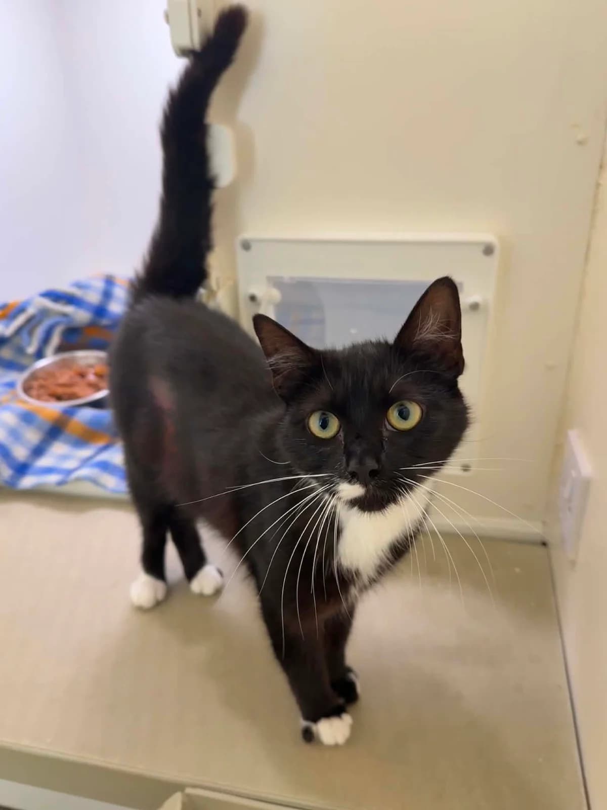 Maxie, female young Mixed Breed Cat for adoption at ManxSPCA