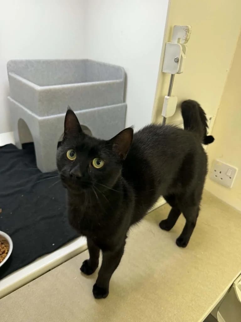 Midnight, male 4yo Mixed Breed Cat for adoption at ManxSPCA