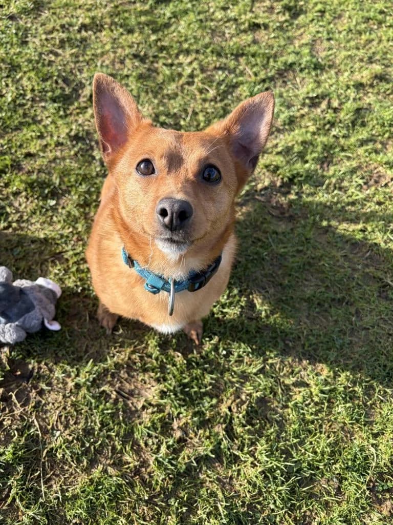 Milo, male 5yo Jack Russell Terrier for adoption at ManxSPCA