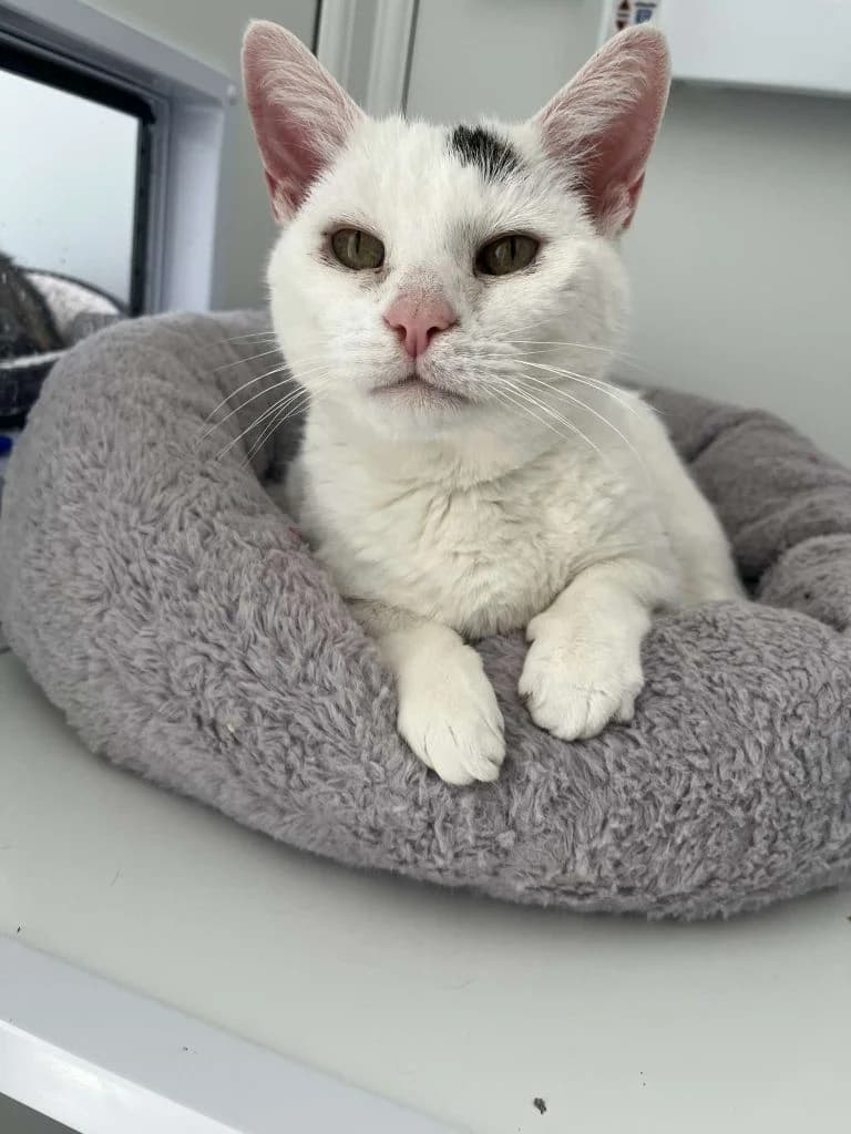 Mollie & Millie, female senior Mixed Breed Cat for adoption at ManxSPCA