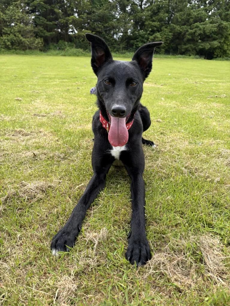 Odin, male Border Collie for adoption at ManxSPCA