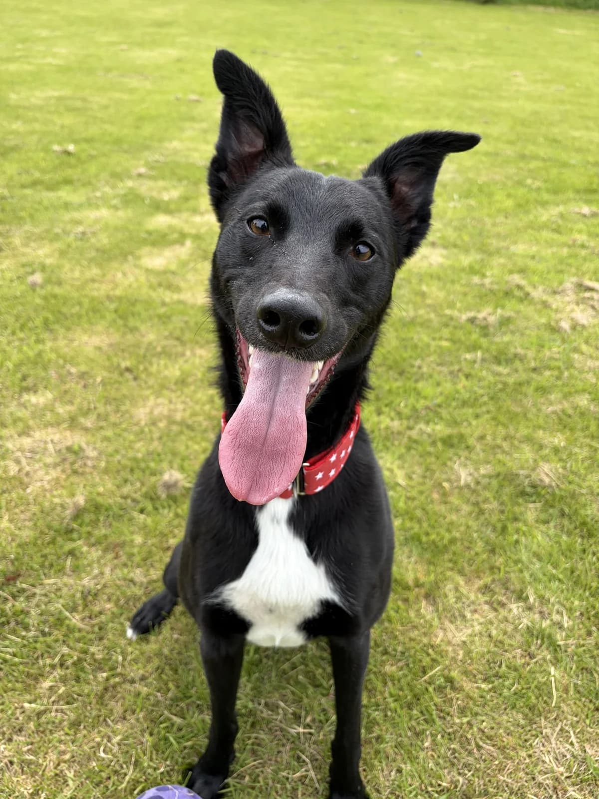 Odin, male puppy Border Collie for adoption at ManxSPCA