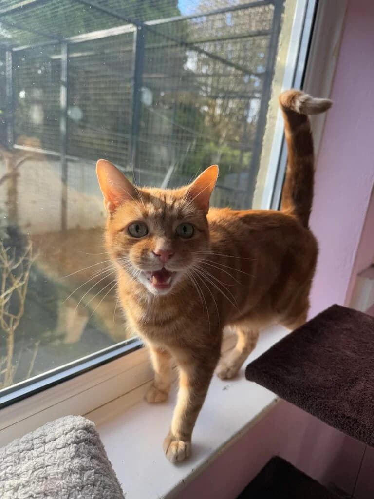 Rossi, male senior Mixed Breed Cat for adoption at ManxSPCA
