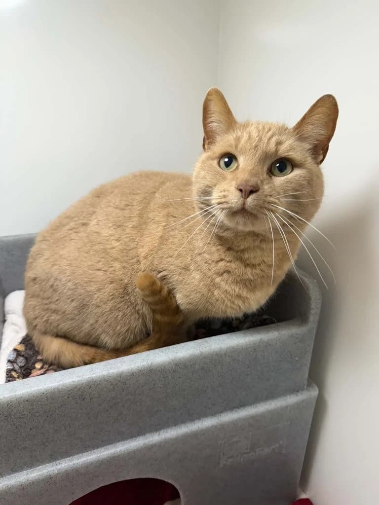 Sandy *FORM IN*, male senior Mixed Breed Cat for adoption at ManxSPCA
