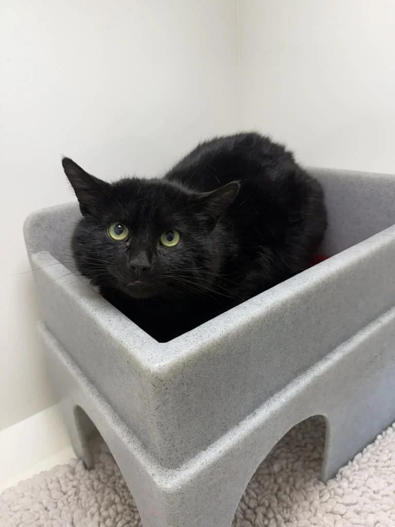 Stapler, male 4yo Mixed Breed Cat for adoption at ManxSPCA