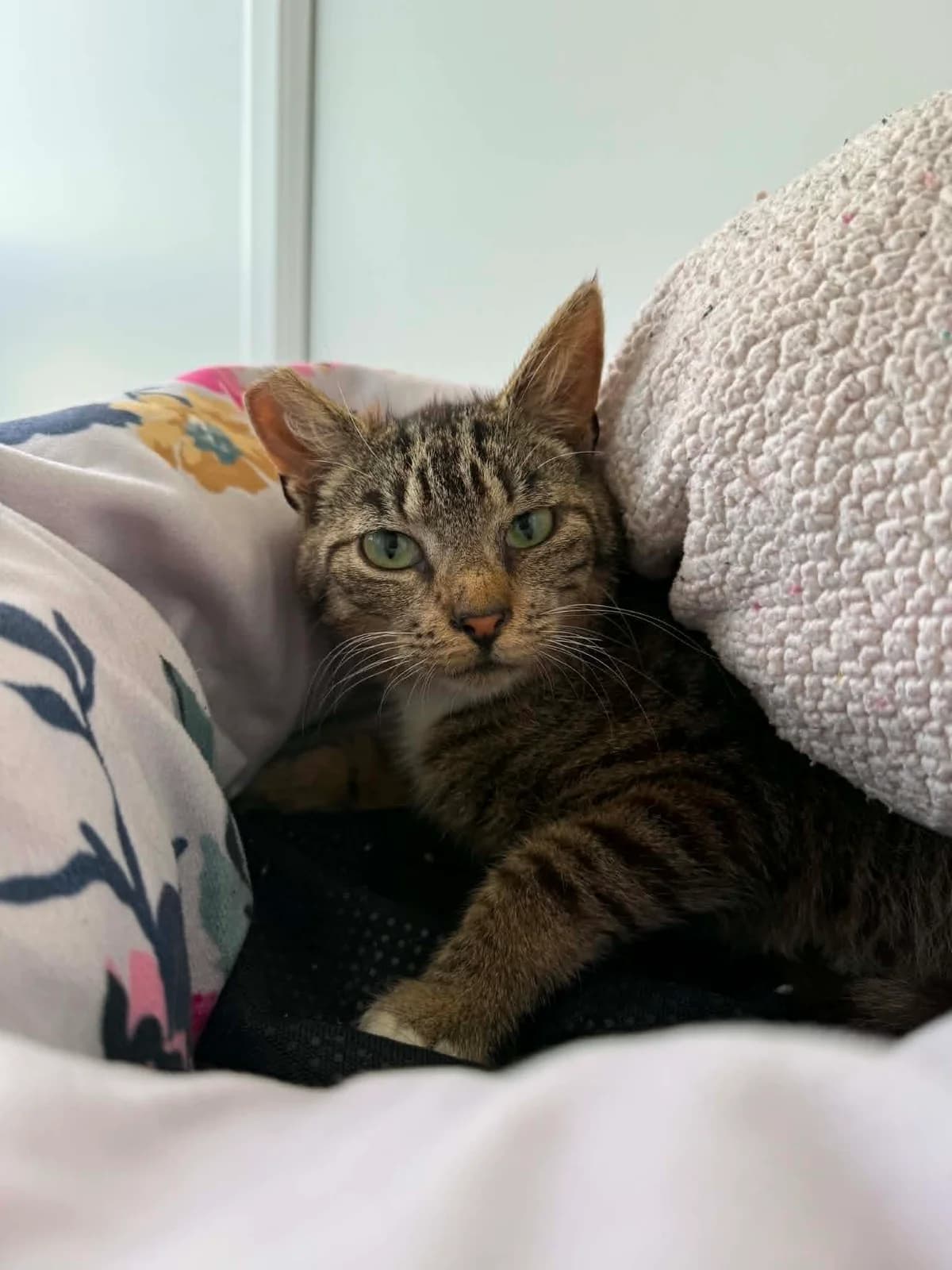 Steven, male young Mixed Breed Cat for adoption at ManxSPCA