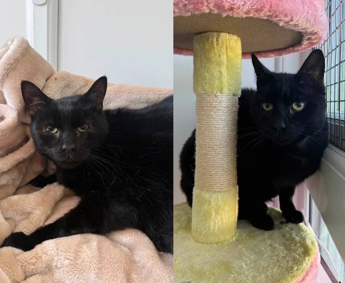 Storm & Loki, female 5yo Mixed Breed Cat for adoption at ManxSPCA