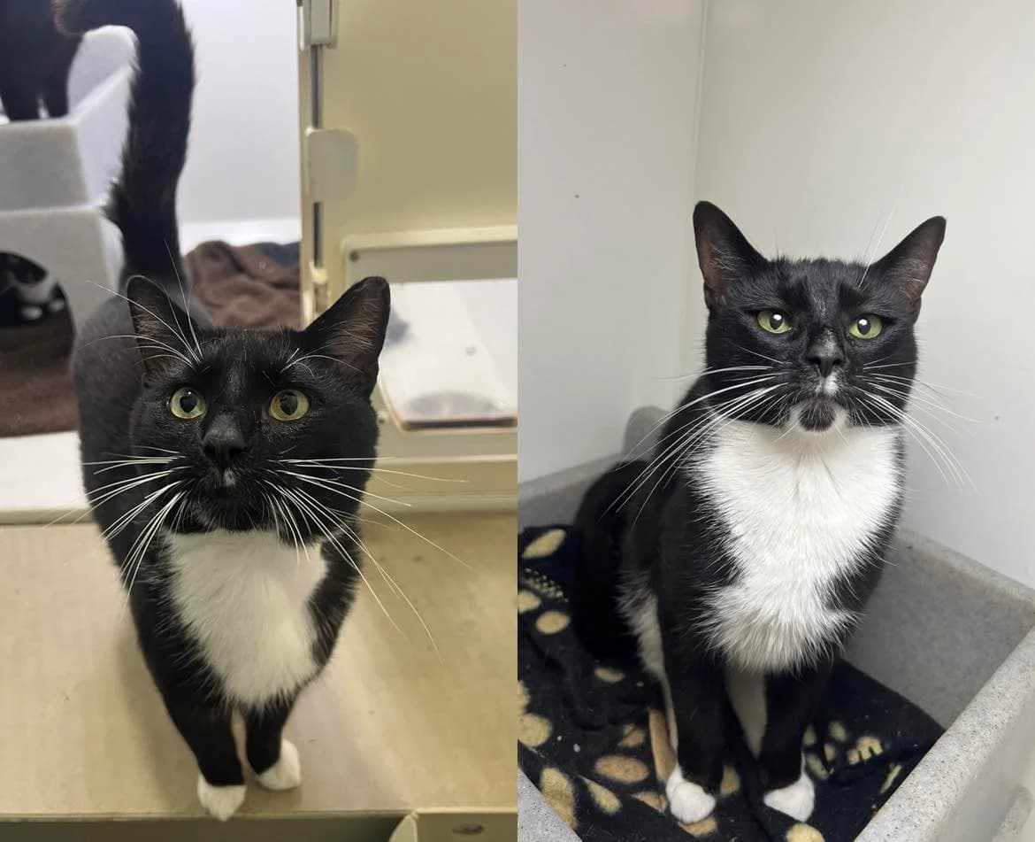 Tom & Honey, Mixed Breed Cat for adoption at ManxSPCA