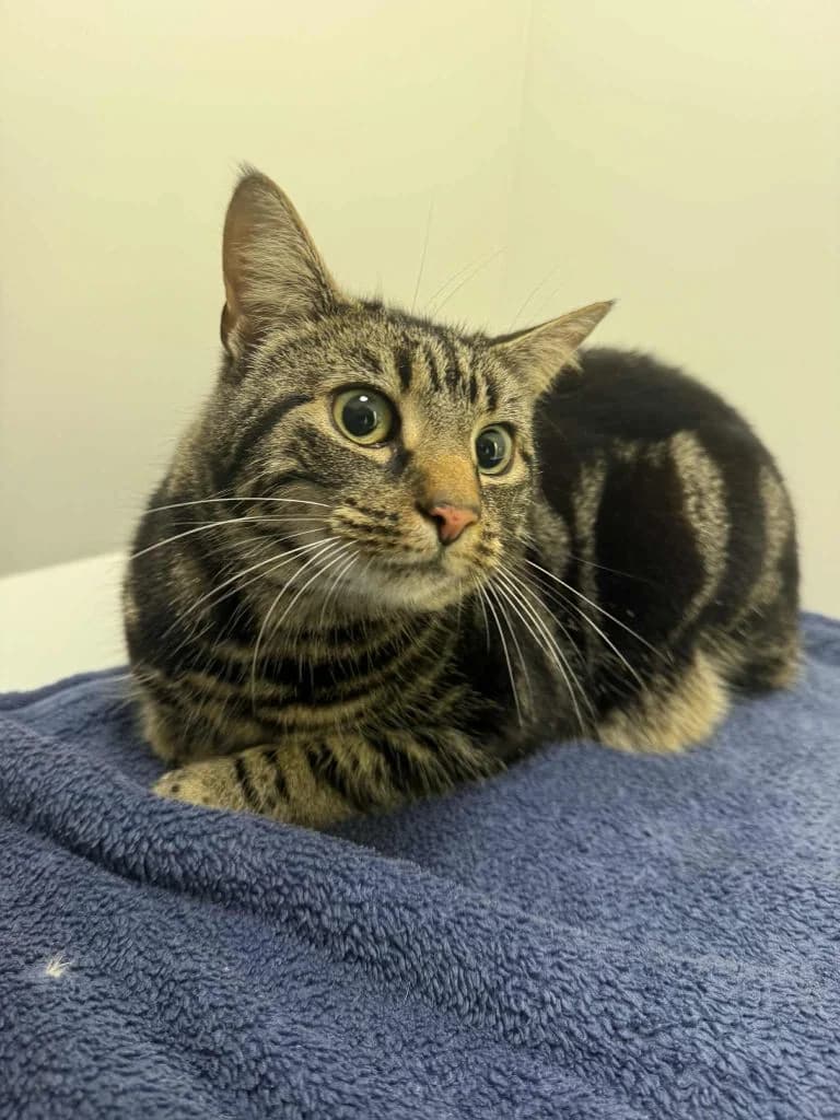 Wok & Saucepan, female 5yo Mixed Breed Cat for adoption at ManxSPCA