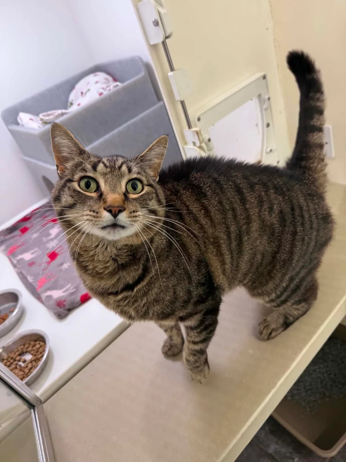 Yumi *FORM IN*, male 5yo Mixed Breed Cat for adoption at ManxSPCA