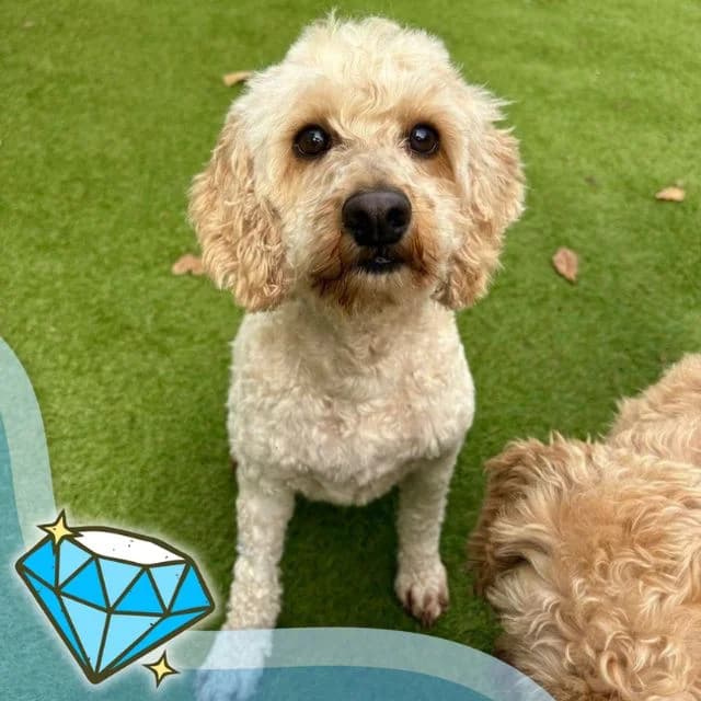 Gala, female 4yo Poodle for adoption at Many Tears Animal Rescue, Llanelli