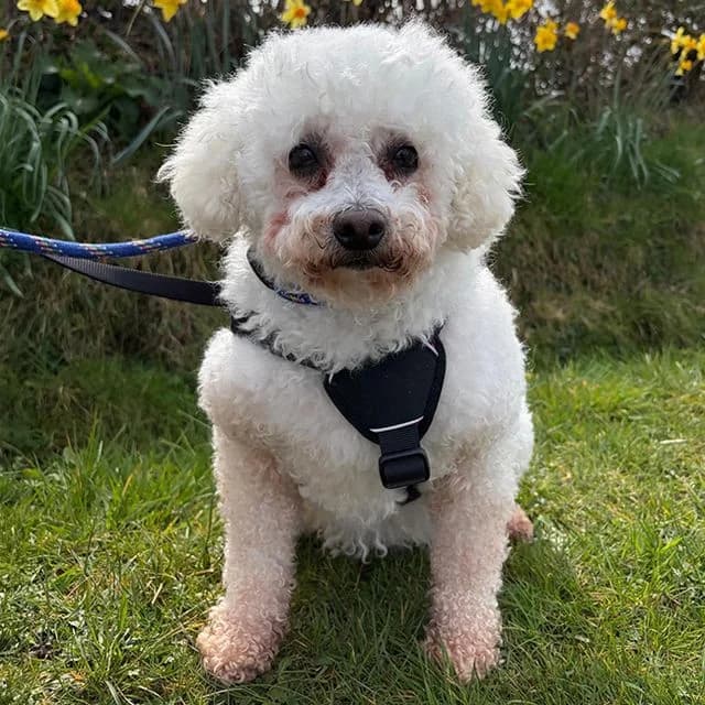 Nuzzle, female 7yo Bichon Frisé for adoption at Many Tears Animal Rescue, Llanelli