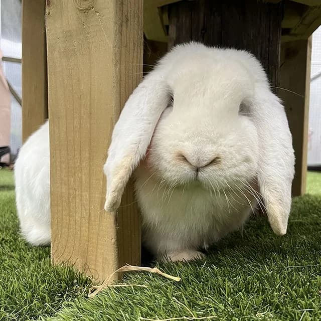 Flopsy, white male mixed breed for adoption at Many Tears Animal Rescue, Llanelli — photo 2 of 10