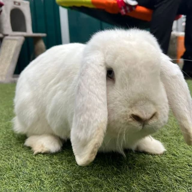 Flopsy, white male mixed breed for adoption at Many Tears Animal Rescue, Llanelli — photo 6 of 10