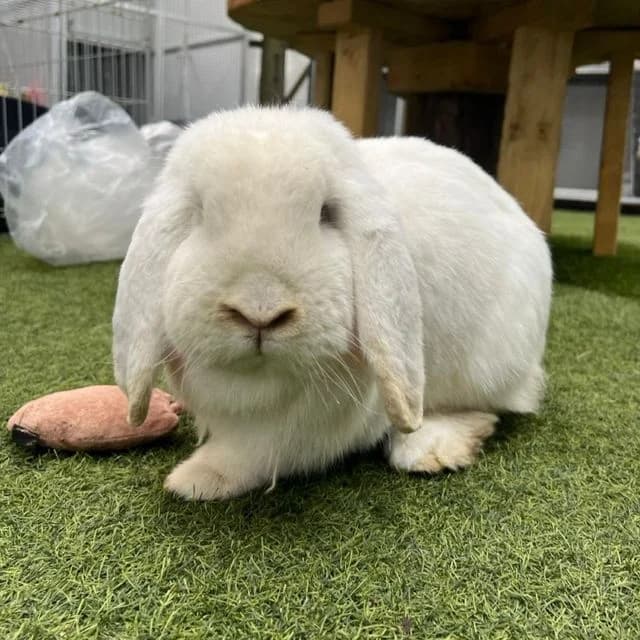 Flopsy, white male mixed breed for adoption at Many Tears Animal Rescue, Llanelli — photo 8 of 10