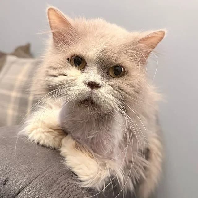 Cinnamon Roll, female mixed breed for adoption at Many Tears Animal Rescue, Llanelli