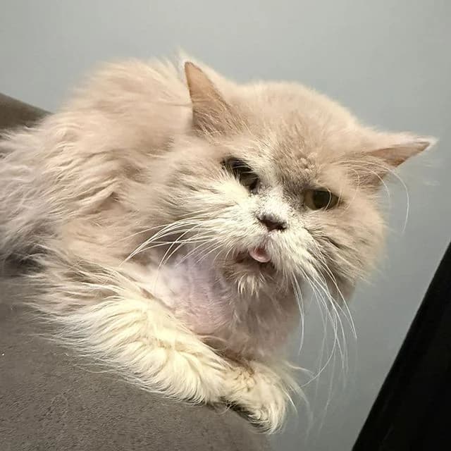 Cinnamon Roll, female mixed breed for adoption at Many Tears Animal Rescue, Llanelli — photo 2 of 5