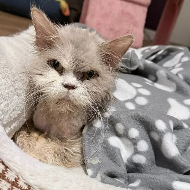 Cinnamon Roll, female mixed breed for adoption at Many Tears Animal Rescue, Llanelli — photo 3 of 5