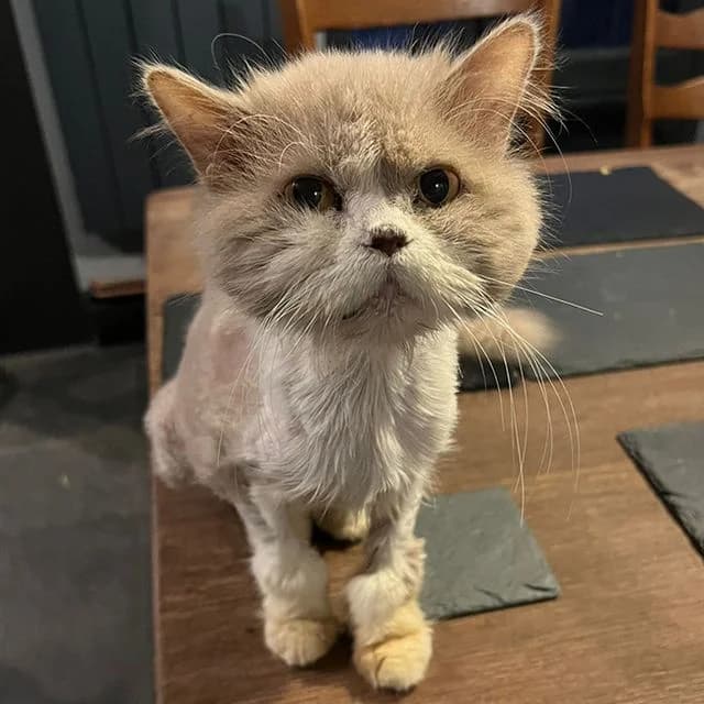 Cinnamon Roll, female mixed breed for adoption at Many Tears Animal Rescue, Llanelli — photo 4 of 5