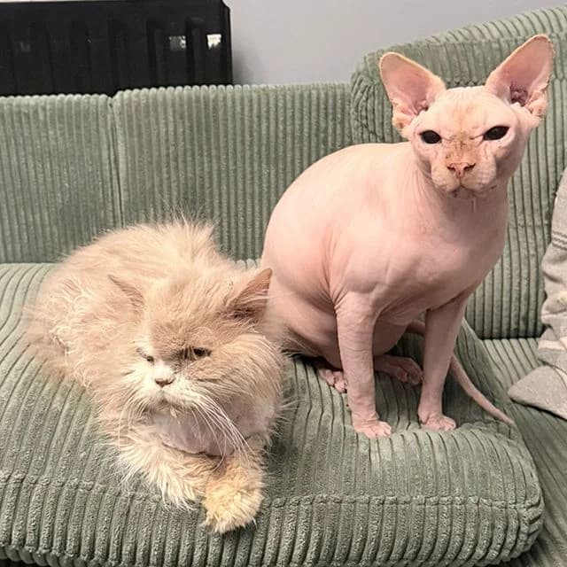 Cinnamon Roll, female mixed breed for adoption at Many Tears Animal Rescue, Llanelli — photo 5 of 5