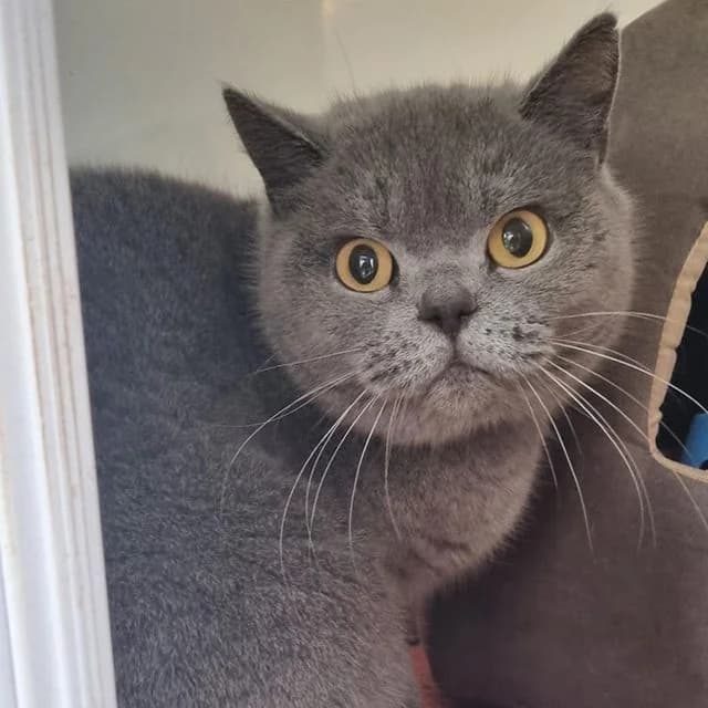 Berry, female 5yo British Shorthair for adoption at Many Tears Animal Rescue, Llanelli