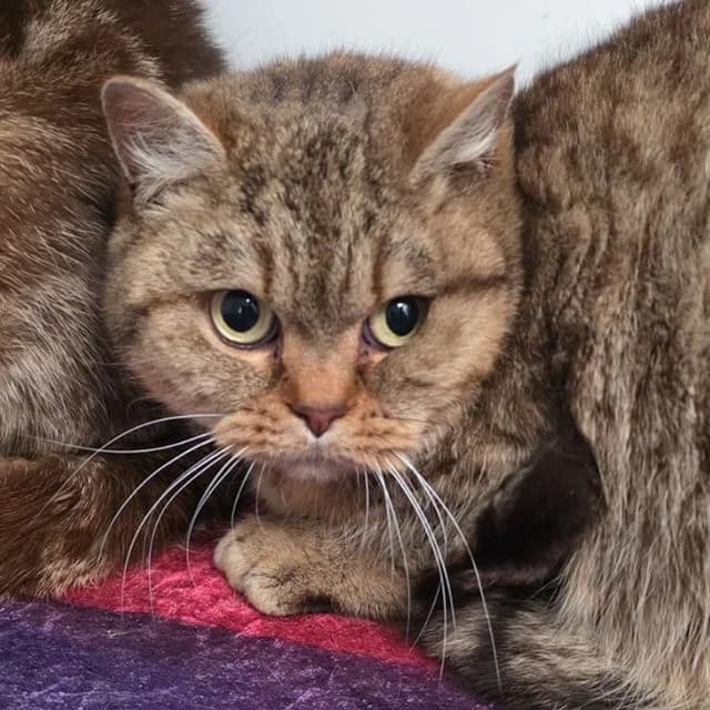 Tigger, female 4yo British Shorthair for adoption at Many Tears Animal Rescue, Llanelli