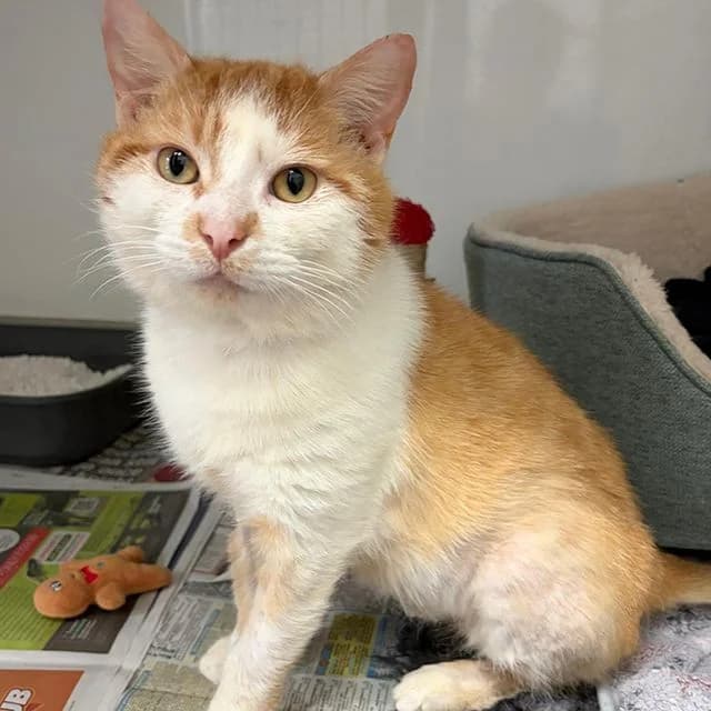 Bruce, male 3yo Mixed Breed Cat for adoption at Many Tears Animal Rescue, Llanelli