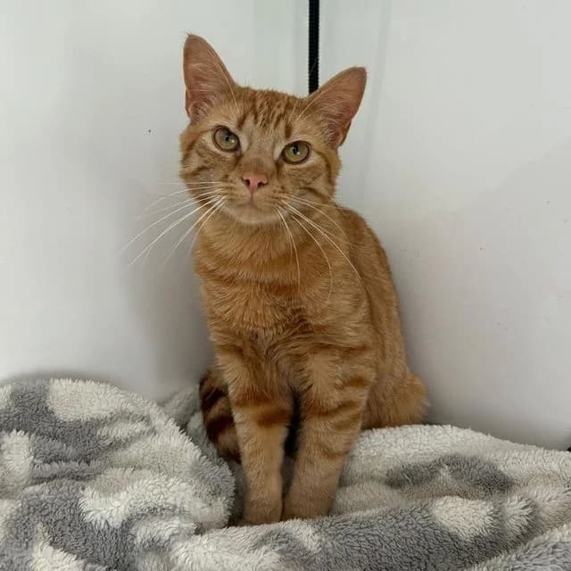 Honey, male puppy Mixed Breed Cat for adoption at Many Tears Animal Rescue, Llanelli