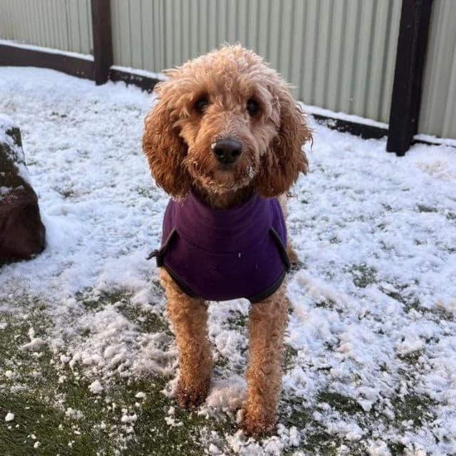 Bella, female 5yo Cockapoo for adoption at Many Tears Animal Rescue, Llanelli